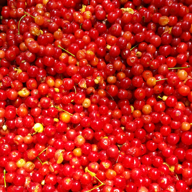 Cherries for Allagash Brewing Beer