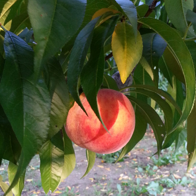 Pick Your Own Peaches
